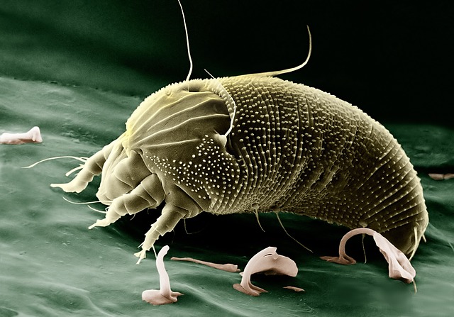 Punkit saadaan pois vain perusteellisella puhdistuksella