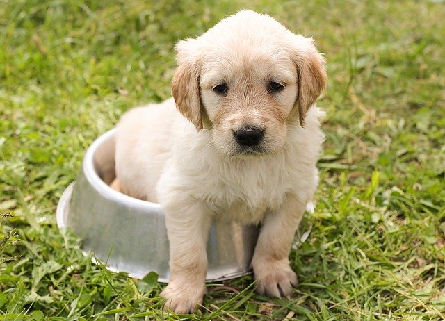Did you have a puppy?