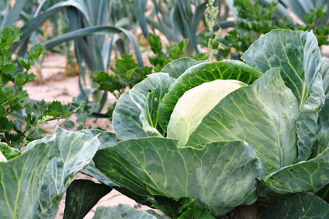 Todo es saludable en el jardínCualquiera