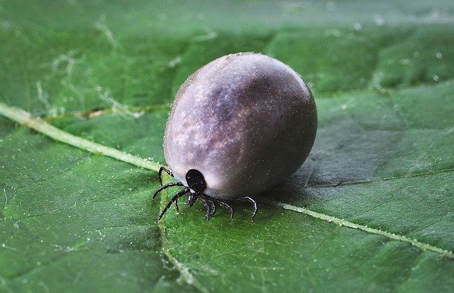 encefalitis is geen borreliose