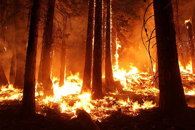 Amazon on fire