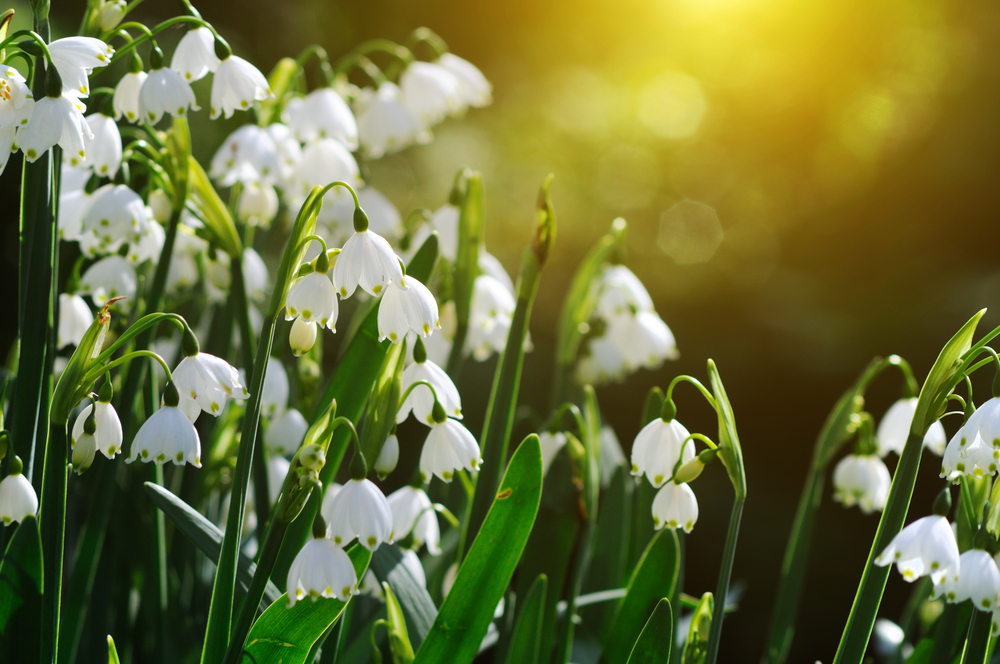 Spring is coming